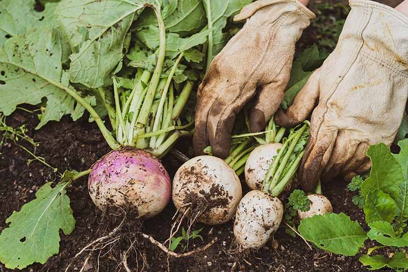 What Causes Turnips to Crack or Rot?