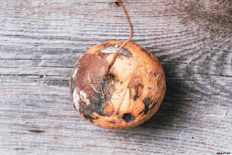 What Causes Turnips to Crack or Rot?