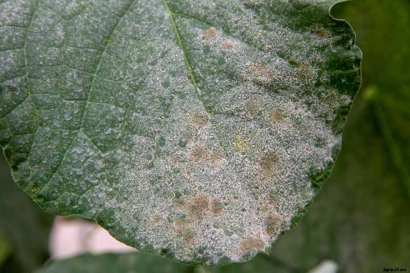 What Causes Turnips to Crack or Rot?