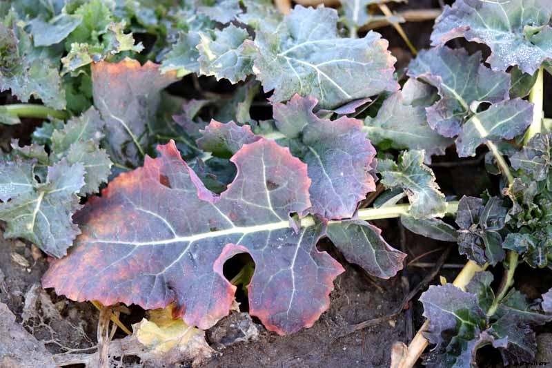 What Causes Turnips to Crack or Rot?