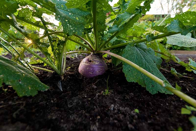 What Causes Turnips to Crack or Rot?