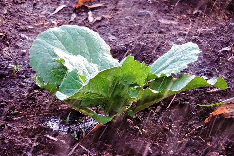 What Causes Turnips to Crack or Rot?
