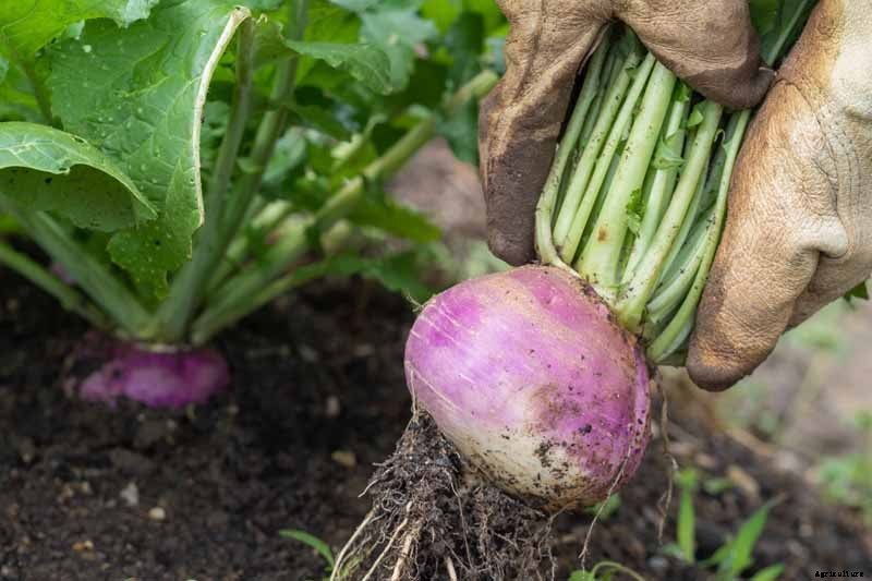 What Causes Turnips to Crack or Rot?