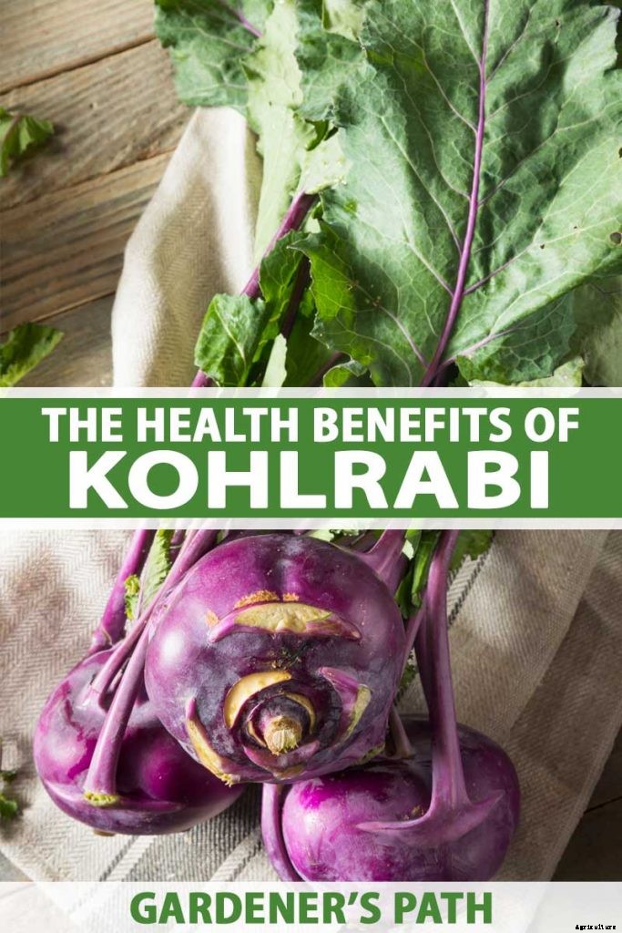 Health Benefits of Kohlrabi