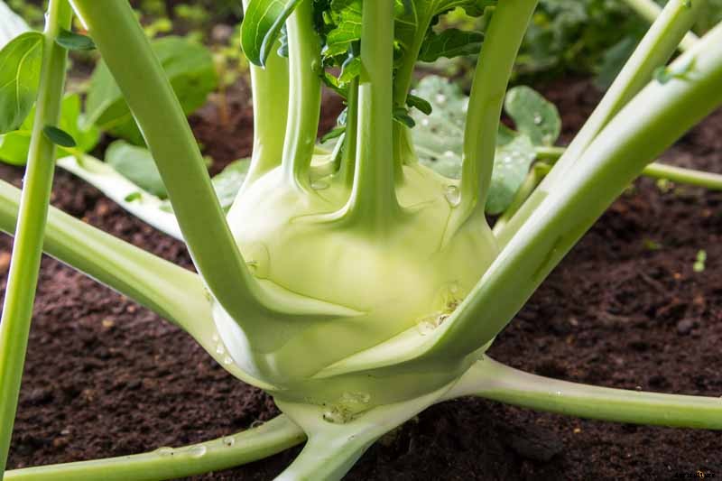 Health Benefits of Kohlrabi