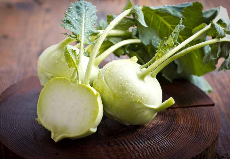 Health Benefits of Kohlrabi