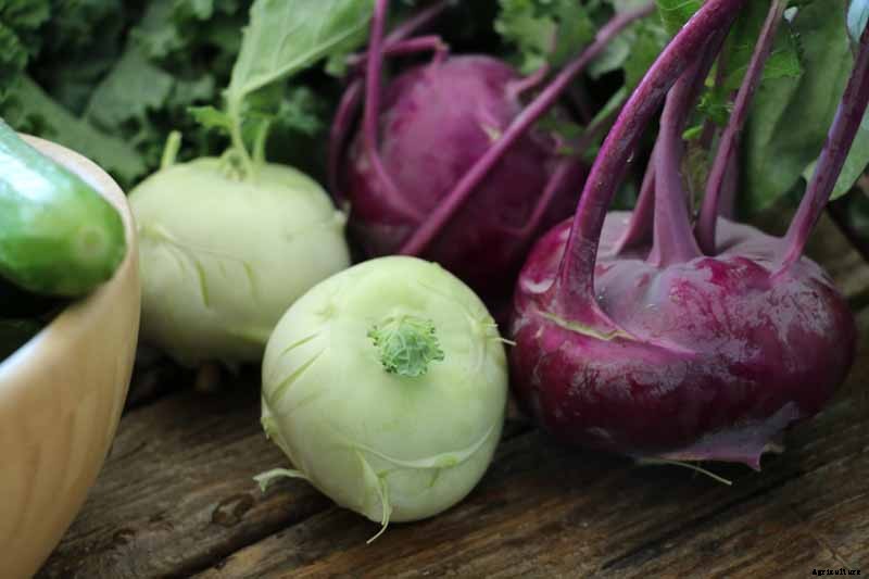 Health Benefits of Kohlrabi