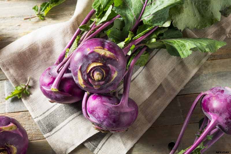 Health Benefits of Kohlrabi