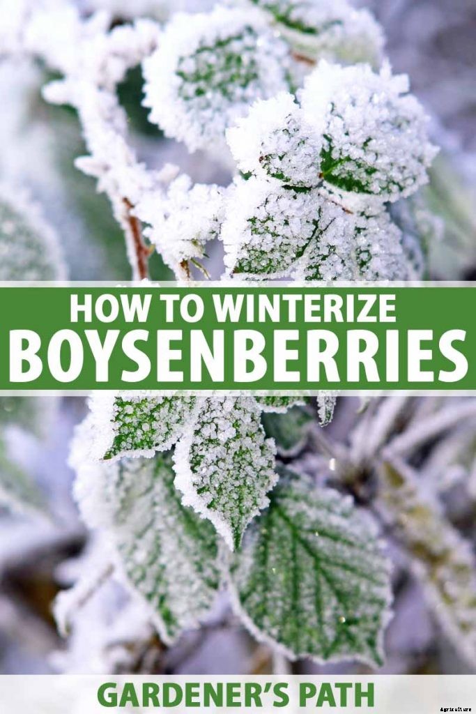 How to Prepare Boysenberry Bushes for Winter