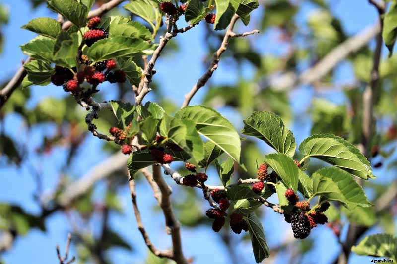 How to Prepare Boysenberry Bushes for Winter