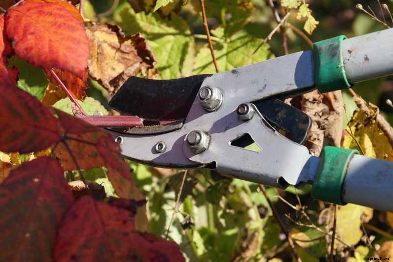 How to Prepare Boysenberry Bushes for Winter