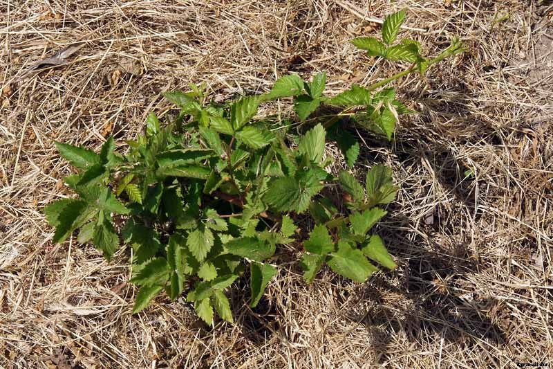 How to Prepare Boysenberry Bushes for Winter
