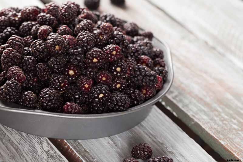 How to Prepare Boysenberry Bushes for Winter