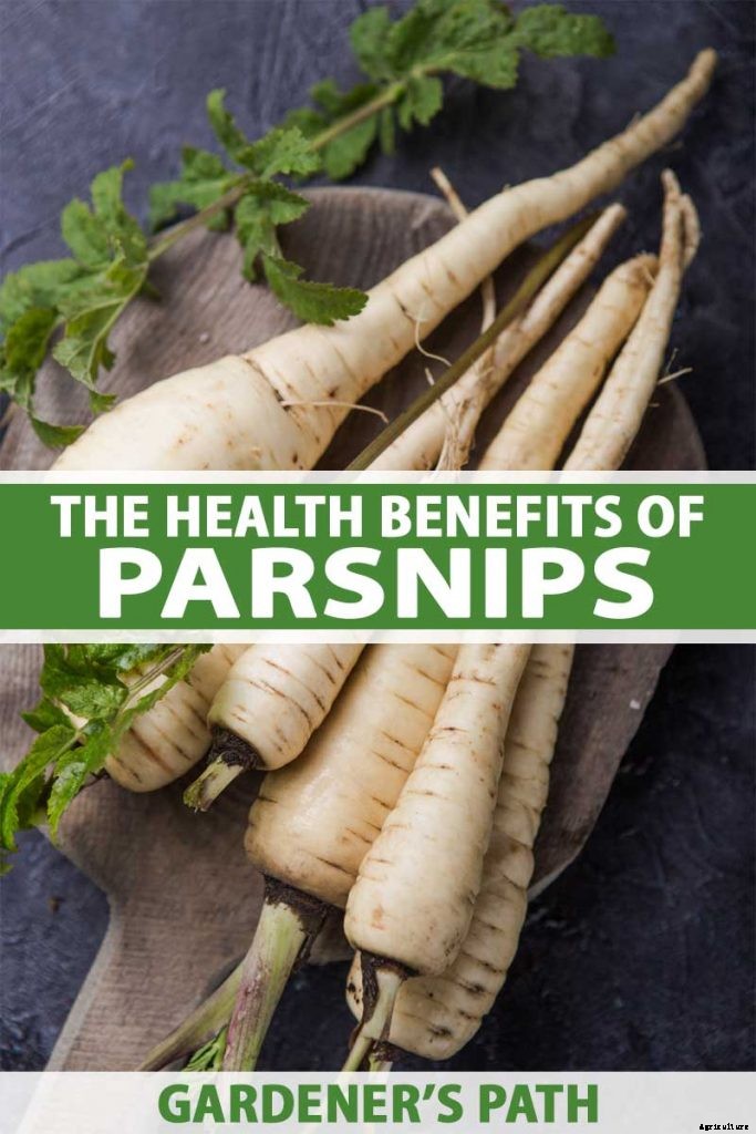 Health Benefits of Parsnips