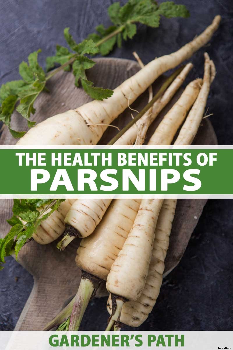 Health Benefits of Parsnips