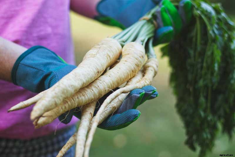Health Benefits of Parsnips