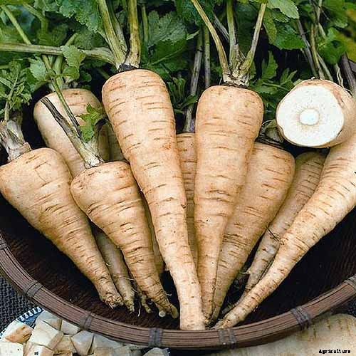 Health Benefits of Parsnips