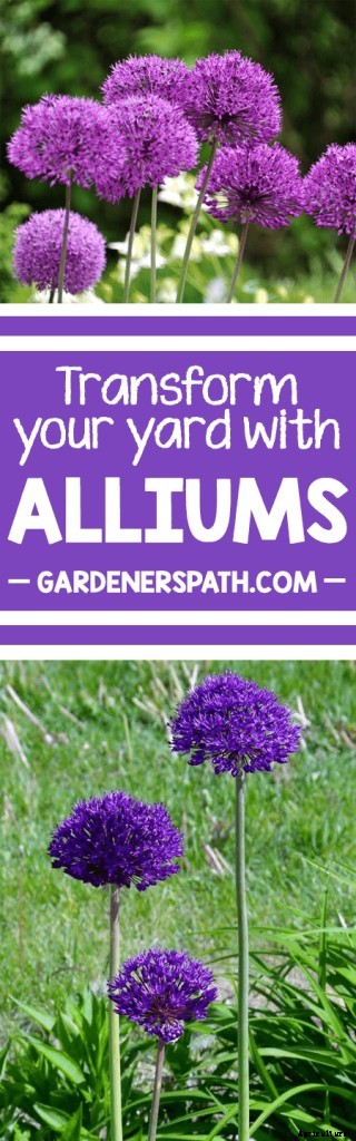 How to Grow and Care for Ornamental Alliums