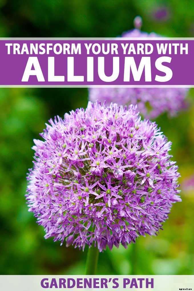 How to Grow and Care for Ornamental Alliums