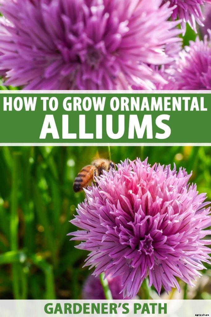 How to Grow and Care for Ornamental Alliums