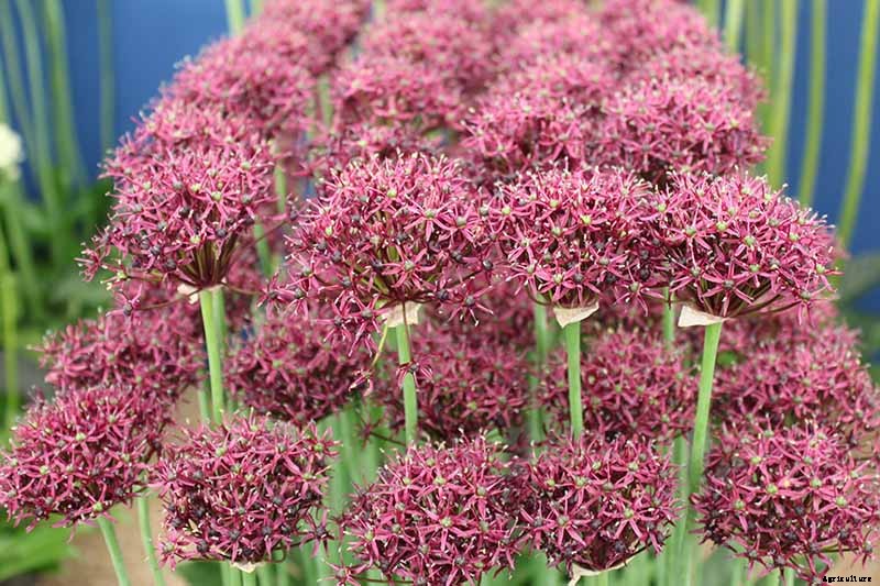 How to Grow and Care for Ornamental Alliums