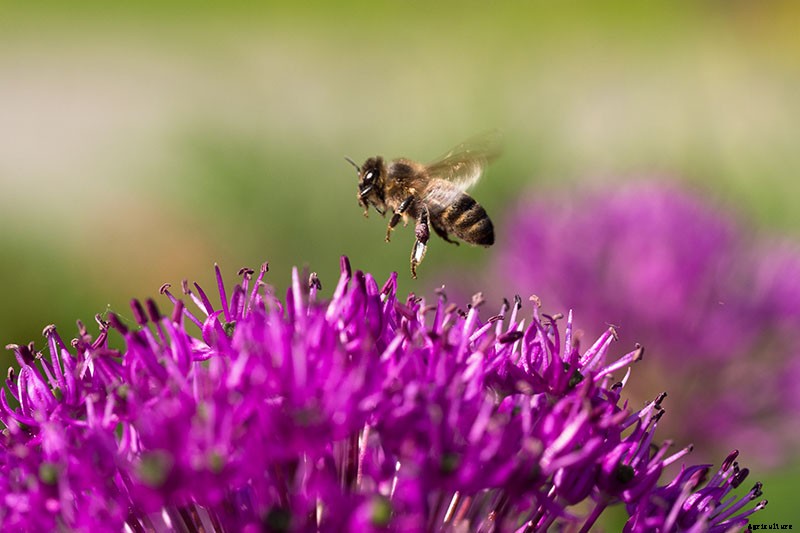 How to Grow and Care for Ornamental Alliums