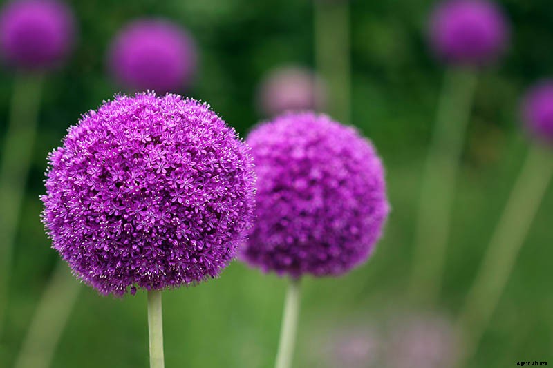 How to Grow and Care for Ornamental Alliums