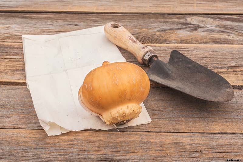 How to Grow and Care for Ornamental Alliums