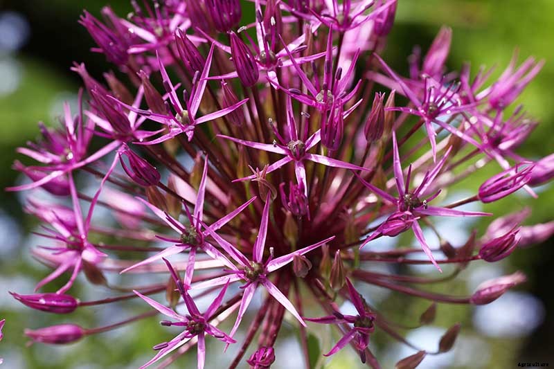 How to Grow and Care for Ornamental Alliums