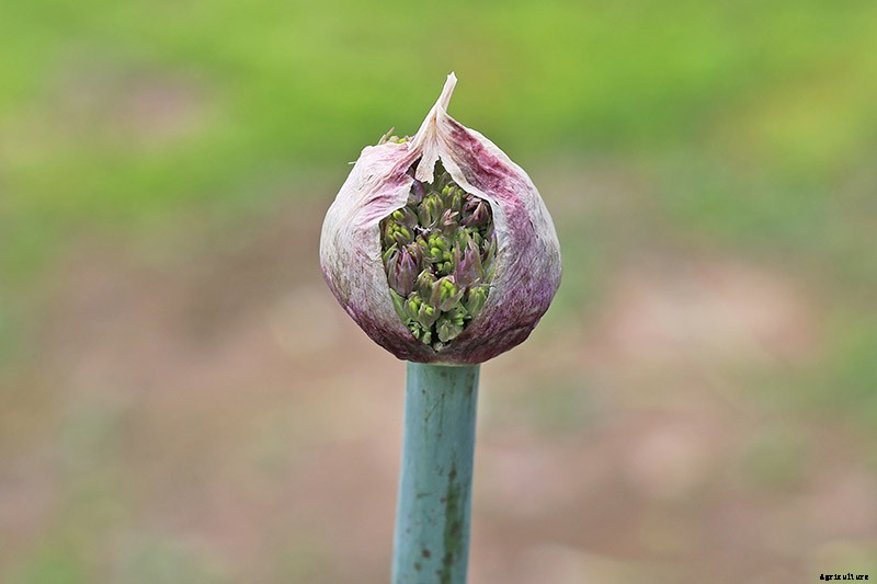 How to Grow and Care for Ornamental Alliums