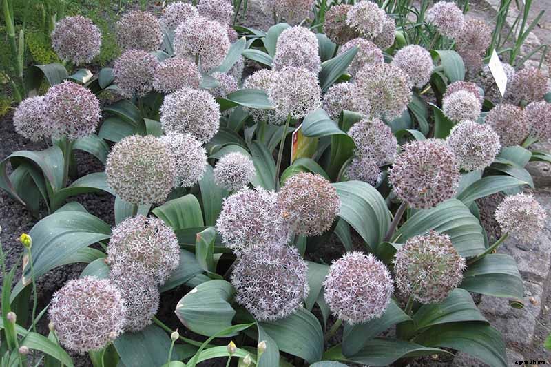 How to Grow and Care for Ornamental Alliums