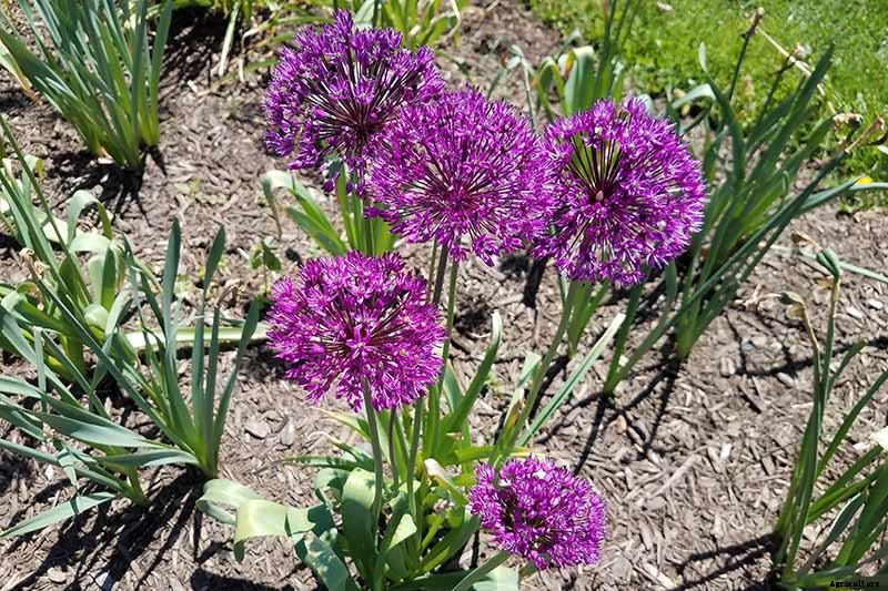How to Grow and Care for Ornamental Alliums