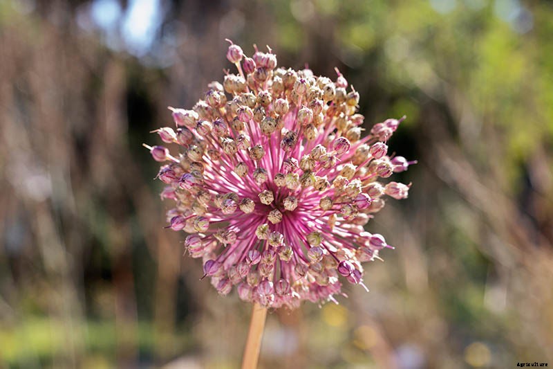 How to Grow and Care for Ornamental Alliums