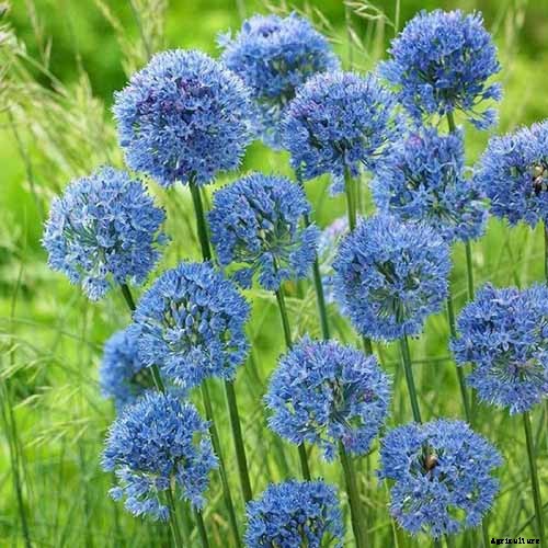 How to Grow and Care for Ornamental Alliums
