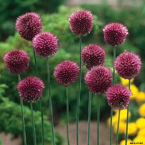 How to Grow and Care for Ornamental Alliums