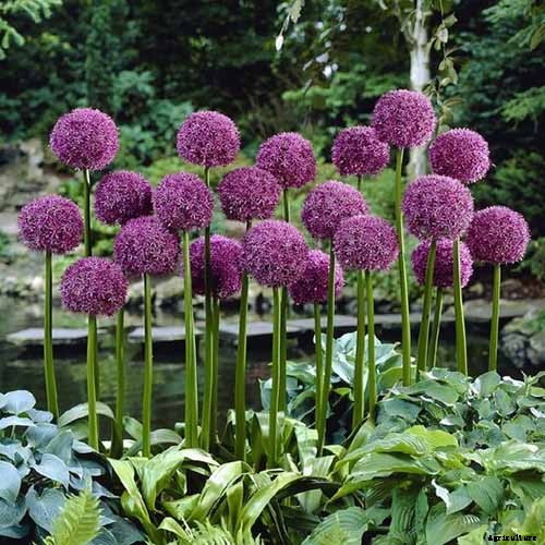 How to Grow and Care for Ornamental Alliums