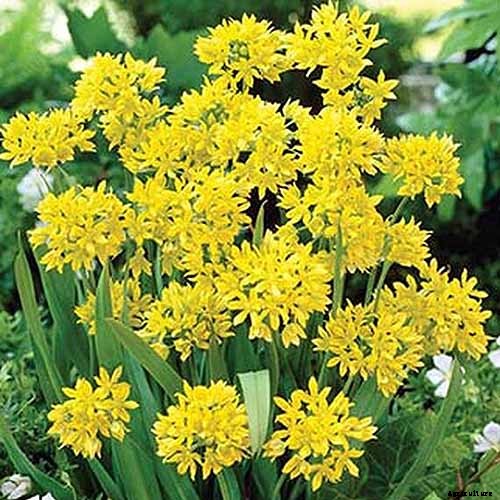 How to Grow and Care for Ornamental Alliums