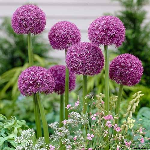How to Grow and Care for Ornamental Alliums