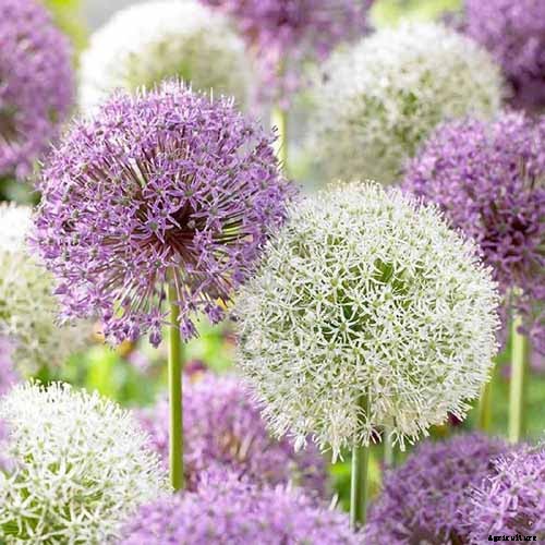 How to Grow and Care for Ornamental Alliums
