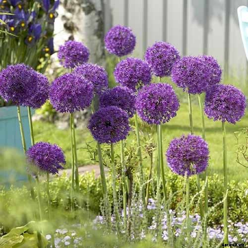 How to Grow and Care for Ornamental Alliums