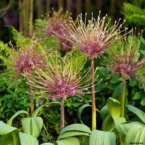 How to Grow and Care for Ornamental Alliums