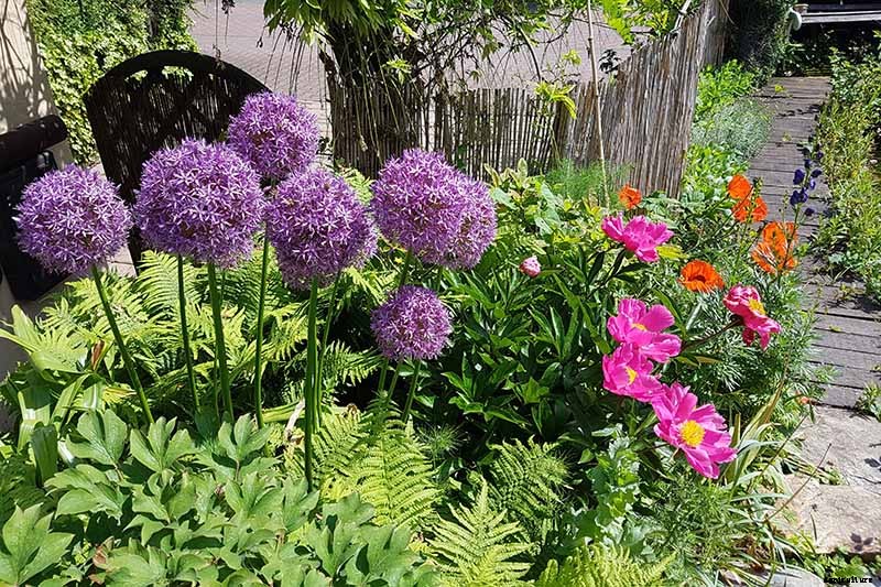 How to Grow and Care for Ornamental Alliums