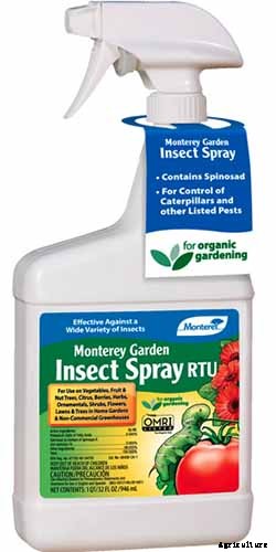 How to Grow and Care for Ornamental Alliums