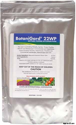 How to Grow and Care for Ornamental Alliums