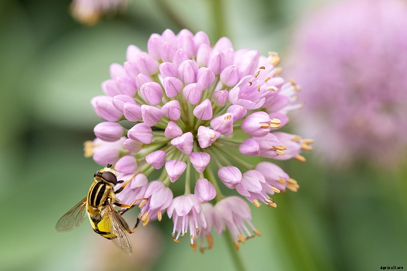 How to Grow and Care for Ornamental Alliums