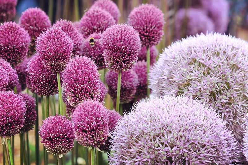 How to Grow and Care for Ornamental Alliums