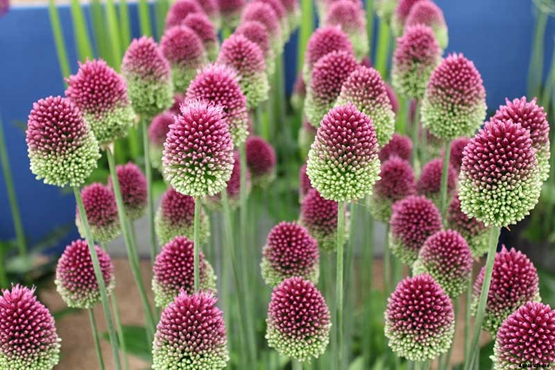 How to Grow and Care for Ornamental Alliums