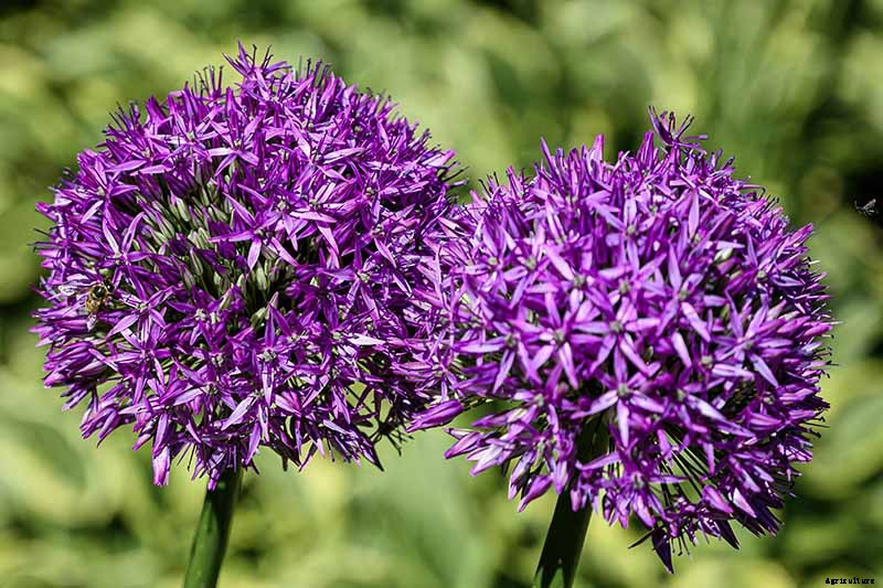 How to Grow and Care for Ornamental Alliums