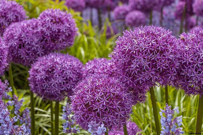 How to Grow and Care for Ornamental Alliums