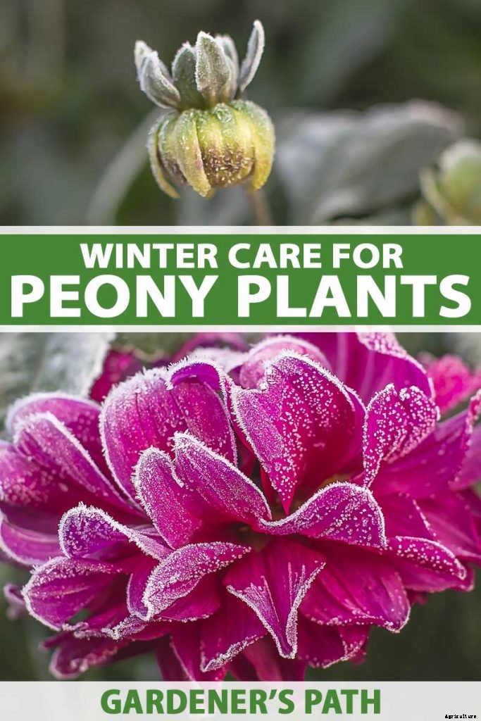 How to Care for Peony Plants in Winter